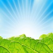 stock photo of blue sky  - Fresh greenery with rays of sun rising over blue sky - JPG 