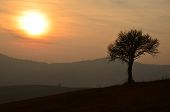 picture of sunset  - Landscape image with tree silhouette at sunset - JPG 