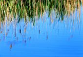foto of reflexion  - Reed reflexion on a lake surface - JPG 