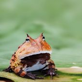 foto of animals  - Pacman frog or toad - JPG 