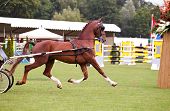 picture of competition  - horse running in the ring during competition - JPG 