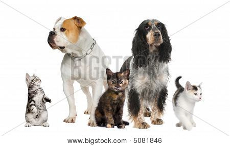 Picture or Photo of Group of pets : dogs and cats in front of a white background