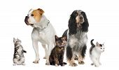 pic of dog  - Group of pets  - JPG 
