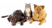 picture of dog  - Cat and dogs together on a whit background - JPG 