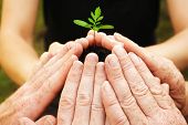 stock photo of venture  - Six hands building a circle around a small seedling - JPG 