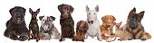 image of group  - Group of dogs in front of a white background - JPG 