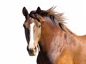 picture of horse  - An isolated image of the brown horse - JPG 