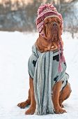 stock photo of animals  - Dogue De Bordeaux dressed with hat - JPG 
