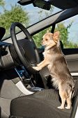 image of dog  - Chihuahua driver dog with paws on steering wheel - JPG 