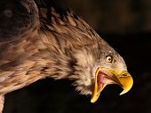 stock photo of wall street  - Attacking Golden Eagle - JPG 