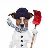 stock photo of animals  - winter dog red shovel snow and hat - JPG 