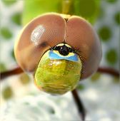 Dragonfly Super Macro