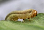 Caterpillar