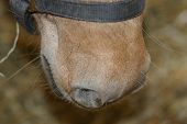 Horse Nose