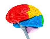 pic of organ  - Brain lobes in different colors - JPG 