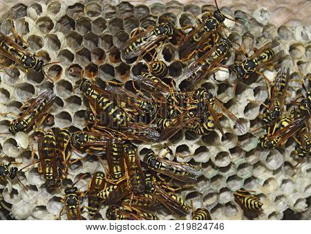 Poster: Wasp nest with