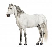 picture of pre  - Side view of a Male Andalusian with plaited mane - JPG 