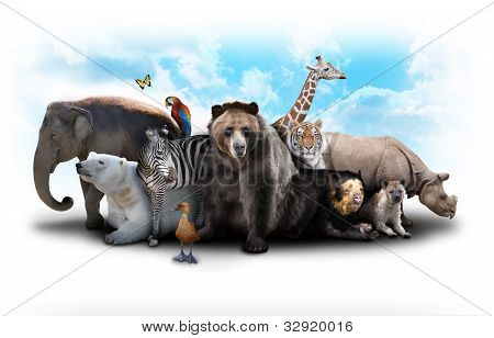 Picture or Photo of A group of animals are grouped together on a white background. Animals range from an elephant, zebra, bear and rhino. Use it for a zoo or friends concept.
