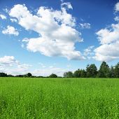 stock photo of blue sky  - Green field and blue sky - JPG 