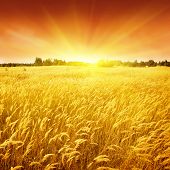 stock photo of sunset  - Sunset and field of yellow grass - JPG 