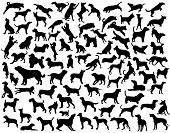 image of dog  - Collection of vector silhouettes of various dog breeds and poses - JPG 