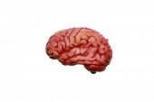 pic of cerebellum  - a human brain isolated on white with lots of room for your text or images or easily cropped out and used in other images - JPG 