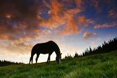 picture of horse  - beautiful horse silhouette on a sunset background - JPG 