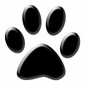 image of dog  - Cute  - JPG 