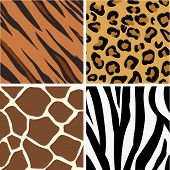 stock photo of animals  - Seamless tiling animal print patterns of tiger leopard giraffe and zebra - JPG 